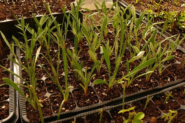 gazanija